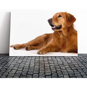 Big Box Art Golden Retriever Dog (2) Canvas Print Gallery Wrapped 30mm Frame Wall Art 20x14 inches Ready to Hang Modern Animals Picture Living Room Bedroom Lounge Office Big Box Art Golden Retriever Dog (2) Canvas Print Gallery Wrapped 30mm Frame Wall Art 20x14 inches Ready to Hang Modern Animals Picture Living Room Bedroom Lounge Office