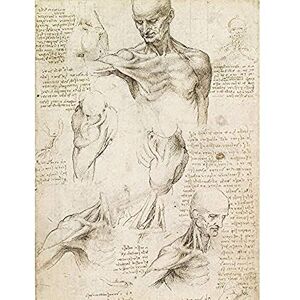 Fine Art Prints Leonardo Da Vinci Superficial Anatomy Of The Shoulder And Neck Art Print Canvas Premium Wall Decor Poster Mural Fine Art Prints Leonardo Da Vinci Superficial Anatomy Of The Shoulder And Neck Art Print Canvas Premium Wall Decor Poster Mural