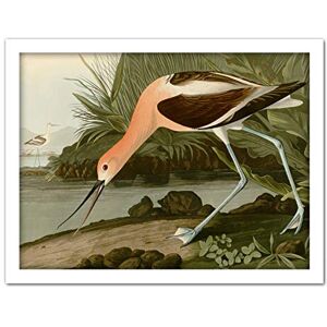Artery8 Audubon Birds America American Avocet Artwork Framed Wall Art Print 18X24 Inch Artery8 Audubon Birds America American Avocet Artwork Framed Wall Art Print 18X24 Inch