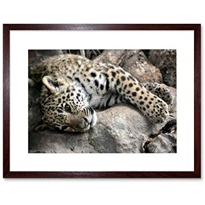 Wee Blue Coo Sleepy Jaguar Big Cat Art Framed Wall Art Print Wee Blue Coo Sleepy Jaguar Big Cat Art Framed Wall Art Print