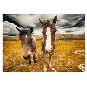 Wee Blue Coo Animal Photo Duo Horses Close Up Faces Framed Art Print Poster F12X9955 Wee Blue Coo Animal Photo Duo Horses Close Up Faces Framed Art Print Poster F12X9955