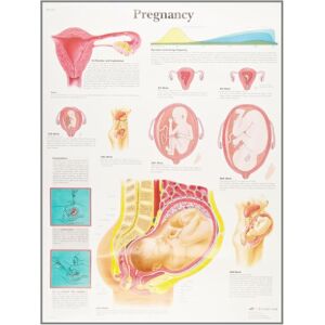 3B Scientific Human Anatomy Pregnancy Chart, Paper Version 3B Scientific Human Anatomy Pregnancy Chart, Paper Version
