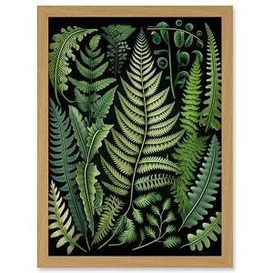 Artery8 Ernst Haeckel Style Fern Fronds Leaf Illustration Artwork Framed Wall Art Print A4 Artery8 Ernst Haeckel Style Fern Fronds Leaf Illustration Artwork Framed Wall Art Print A4