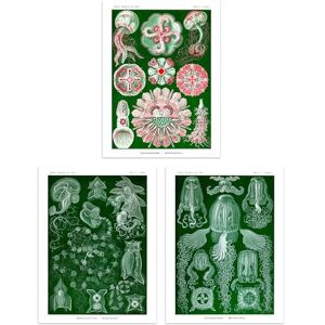 Artery8 Set of 3 Jellyfish Green and Pink Haeckel Vintage Illustrations Detailed Marine Animal Study Unframed Wall Art Living Room Poster Prints Pack Artery8 Set of 3 Jellyfish Green and Pink Haeckel Vintage Illustrations Detailed Marine Animal Study Unframed Wall Art Living Room Poster Prints Pack