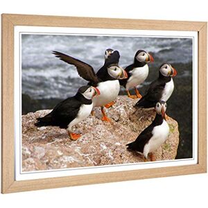 Big Box Art Framed Print of Atlantic Puffin Birds Design Wall Art Picture Home Decor for Kitchen, Living, Dining Room, Lounge, Bedroom, Hallway, Office, Oak, A2 / 24.5x18 Inch / 62x45cm Big Box Art Framed Print of Atlantic Puffin Birds Design Wall Art Picture Home Decor for Kitchen, Living, Dining Room, Lounge, Bedroom, Hallway, Office, Oak, A2 / 24.5x18 Inch / 62x45cm