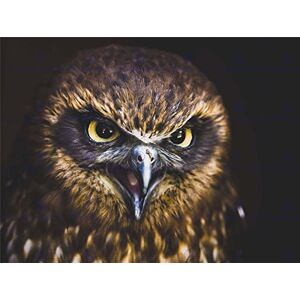Wee Blue Coo Photo Close Up Bird Prey Hawk Eagle Eyes Bright Wall Art Print Wee Blue Coo Photo Close Up Bird Prey Hawk Eagle Eyes Bright Wall Art Print