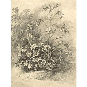 Artery8 Gainsborough Study Of Mallows 1750S Painting Large Wall Art Poster Print Thick Paper 18X24 Inch Artery8 Gainsborough Study Of Mallows 1750S Painting Large Wall Art Poster Print Thick Paper 18X24 Inch
