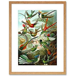 Wee Blue Coo Colour Plate Ernst Haeckel Kunstformen Natur Hummingbird Framed Wall Art Print Wee Blue Coo Colour Plate Ernst Haeckel Kunstformen Natur Hummingbird Framed Wall Art Print