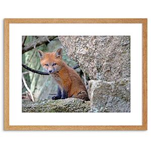 Wee Blue Coo ANIMAL FOX CUB PUP CUTE FRAMED ART PRINT POSTER PICTURE WALL F97X12338 Wee Blue Coo ANIMAL FOX CUB PUP CUTE FRAMED ART PRINT POSTER PICTURE WALL F97X12338