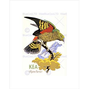 Wee Blue Coo PAINTING KEA PARROT NEW ZEALAND BIRD ORNITHOLOGY FRAMED ART PRINT B12X10814 Wee Blue Coo PAINTING KEA PARROT NEW ZEALAND BIRD ORNITHOLOGY FRAMED ART PRINT B12X10814