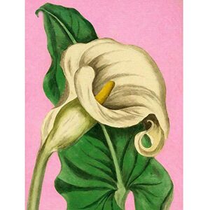 Wee Blue Coo Calla Lily Painting Unframed Wall Art Print Poster Home Decor Wee Blue Coo Calla Lily Painting Unframed Wall Art Print Poster Home Decor
