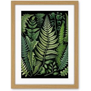 Artery8 Ernst Haeckel Style Fern Fronds Leaf Illustration Artwork Framed Wall Art Print 18X24 Inch Artery8 Ernst Haeckel Style Fern Fronds Leaf Illustration Artwork Framed Wall Art Print 18X24 Inch