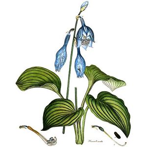 Wee Blue Coo Flower Blue Day Lily Hemerocallis Caerulea Art Print Poster Wall Decor 12X16 Inch Wee Blue Coo Flower Blue Day Lily Hemerocallis Caerulea Art Print Poster Wall Decor 12X16 Inch