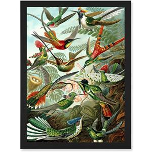 Artery8 - Ernst Haeckel Nature - Hummingbird - Art Print Artery8 - Ernst Haeckel Nature - Hummingbird - Art Print