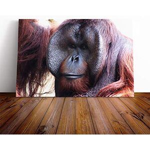Big Box Art Orangutan Monkey (2) Canvas Print Gallery Wrapped 30mm Frame Wall Art 24x16 inches Ready to Hang Modern Animals Picture Living Room Bedroom Lounge Office Big Box Art Orangutan Monkey (2) Canvas Print Gallery Wrapped 30mm Frame Wall Art 24x16 inches Ready to Hang Modern Animals Picture Living Room Bedroom Lounge Office
