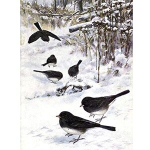 Wee Blue Coo Painting Animal Junco 1914 Birds Winter Horsfall Art Print Poster Wall Decor 12X16 Inch Wee Blue Coo Painting Animal Junco 1914 Birds Winter Horsfall Art Print Poster Wall Decor 12X16 Inch