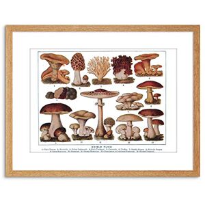 Wee Blue Coo Edible Fungi Mushrooms Scientific Plant Cm Framed Wall Art Print Wee Blue Coo Edible Fungi Mushrooms Scientific Plant Cm Framed Wall Art Print