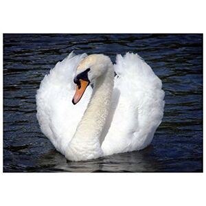 Wee Blue Coo Photo Nature Bird Swan White Beautiful Water Wall Art Print Wee Blue Coo Photo Nature Bird Swan White Beautiful Water Wall Art Print