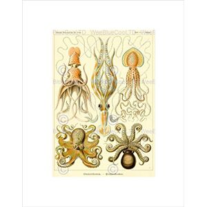 Wee Blue Coo NATURE ERNST HAECKEL OCTOPUS BIOLOGY GERMANY VINTAGE FRAMED PRINT B12X2840 Wee Blue Coo NATURE ERNST HAECKEL OCTOPUS BIOLOGY GERMANY VINTAGE FRAMED PRINT B12X2840