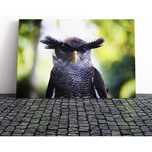 Big Box Art Owl Bird (6) Canvas Print Gallery Wrapped 30mm Frame Wall Art 20x14 inches Ready to Hang Modern Animals Picture Living Room Bedroom Lounge Office Big Box Art Owl Bird (6) Canvas Print Gallery Wrapped 30mm Frame Wall Art 20x14 inches Ready to Hang Modern Animals Picture Living Room Bedroom Lounge Office