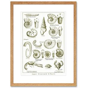 Wee Blue Coo Paintings Book Crustacean Shellfish Fossil Clay Beach Framed Wall Art Print Wee Blue Coo Paintings Book Crustacean Shellfish Fossil Clay Beach Framed Wall Art Print