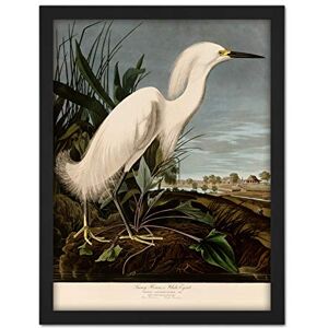 Artery8 Audubon Birds Snowy Heron Painting Artwork Framed Wall Art Print 18X24 Inch Artery8 Audubon Birds Snowy Heron Painting Artwork Framed Wall Art Print 18X24 Inch