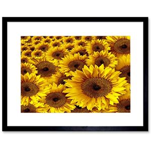 Wee Blue Coo Photo Composition Nature Plant Flower Sunflower Yellow Framed Wall Art Print Wee Blue Coo Photo Composition Nature Plant Flower Sunflower Yellow Framed Wall Art Print