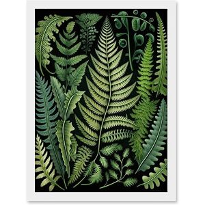 Artery8 Ernst Haeckel Style Fern Fronds Leaf Illustration Artwork Framed A3 Wall Art Print Artery8 Ernst Haeckel Style Fern Fronds Leaf Illustration Artwork Framed A3 Wall Art Print