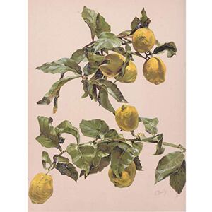 Artery8 Bailly Vintage Watercolor Lemon Tree Painting Art Print Canvas Premium Wall Decor Poster Mural Artery8 Bailly Vintage Watercolor Lemon Tree Painting Art Print Canvas Premium Wall Decor Poster Mural