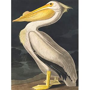 Wee Blue Coo John James Audubon Style Pelican Bird Vintage Detailed Illustration Unframed Wall Art Print Poster Home Decor Premium Wee Blue Coo John James Audubon Style Pelican Bird Vintage Detailed Illustration Unframed Wall Art Print Poster Home Decor Premium
