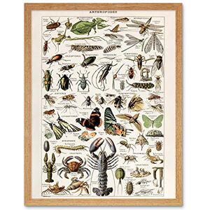 Artery8 Millot Encyclopedia Arthropods Exoskeletal Animals Art Print Framed Poster Wall Decor 12x16 inch Artery8 Millot Encyclopedia Arthropods Exoskeletal Animals Art Print Framed Poster Wall Decor 12x16 inch