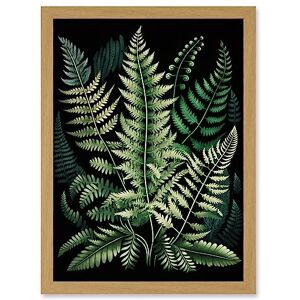 Artery8 Different Fern Fronds Detailed Leaves Illustration Artwork Framed Wall Art Print A4 Artery8 Different Fern Fronds Detailed Leaves Illustration Artwork Framed Wall Art Print A4