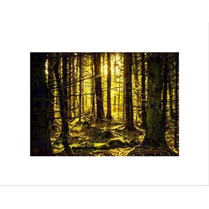 Wee Blue Coo Photo Stylised Landscape Forest Trees Sunbeam Bright Wall Art Print Wee Blue Coo Photo Stylised Landscape Forest Trees Sunbeam Bright Wall Art Print
