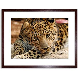 Wee Blue Coo PHOTO NATURE ANIMAL LEOPARD SPOT CAT BIG FRAMED PRINT F97X4194 Wee Blue Coo PHOTO NATURE ANIMAL LEOPARD SPOT CAT BIG FRAMED PRINT F97X4194