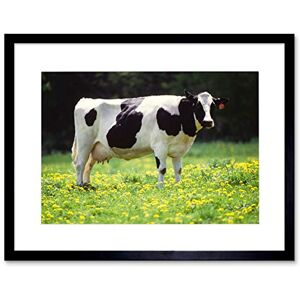 Wee Blue Coo Nature Agriculture Farm Animal Cow Friesian Field Framed Wall Art Print Wee Blue Coo Nature Agriculture Farm Animal Cow Friesian Field Framed Wall Art Print