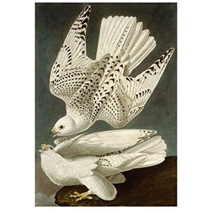 Wee Blue Coo Painting Bird Audubon Iceland Falcon Wall Art Print Wee Blue Coo Painting Bird Audubon Iceland Falcon Wall Art Print