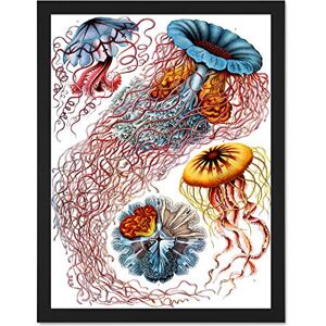 Wee Blue Coo 8th Plate Ernst Haeckel Kunstformen Der Natur Discomedusae Large Framed Art Print Poster Wall Decor 18x24 inch Wee Blue Coo 8th Plate Ernst Haeckel Kunstformen Der Natur Discomedusae Large Framed Art Print Poster Wall Decor 18x24 inch