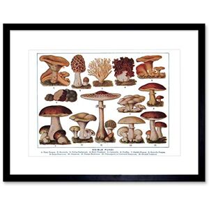 Wee Blue Coo Edible Fungi Mushrooms Scientific Plant Framed Art Print Picture F12X281 Wee Blue Coo Edible Fungi Mushrooms Scientific Plant Framed Art Print Picture F12X281