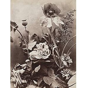 Artery8 Charles Aubry Roses Poppies And Carnations Photo Unframed Wall Art Print Poster Home Decor Premium Artery8 Charles Aubry Roses Poppies And Carnations Photo Unframed Wall Art Print Poster Home Decor Premium