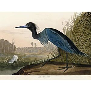 Artery8 Audubon Birds America Blue Crane Premium Wall Art Canvas Print 18X24 Inch Artery8 Audubon Birds America Blue Crane Premium Wall Art Canvas Print 18X24 Inch