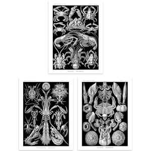 Artery8 Set of 3 Ernst Haeckel Black White Vintage Illustrations Ocean Sea Marine Shrimp Crab Lobster Claw Unframed Wall Art Living Room Poster Prints Pack Artery8 Set of 3 Ernst Haeckel Black White Vintage Illustrations Ocean Sea Marine Shrimp Crab Lobster Claw Unframed Wall Art Living Room Poster Prints Pack