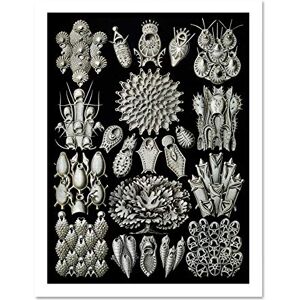Wee Blue Coo 33rd Plate Ernst Haeckel Kunstformen Der Natur Bryozoa Large Framed Art Print Poster Wall Decor 18x24 inch Wee Blue Coo 33rd Plate Ernst Haeckel Kunstformen Der Natur Bryozoa Large Framed Art Print Poster Wall Decor 18x24 inch