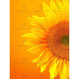 Wee Blue Coo 12 X 16 Inch / 30 X 40 Cms Single Sunflower Bloom Orange Yellow Photo Fine Art Print Poster Home Decor Picture Bmp773B Wee Blue Coo 12 X 16 Inch / 30 X 40 Cms Single Sunflower Bloom Orange Yellow Photo Fine Art Print Poster Home Decor Picture Bmp773B