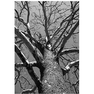 Wee Blue Coo Photo Landscape Dead Tree Black White Branch Bark Wall Art Print Wee Blue Coo Photo Landscape Dead Tree Black White Branch Bark Wall Art Print