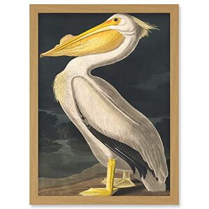 Wee Blue Coo John James Audubon Style Pelican Bird Vintage Detailed Illustration Artwork Framed Wall Art Print A4 Wee Blue Coo John James Audubon Style Pelican Bird Vintage Detailed Illustration Artwork Framed Wall Art Print A4
