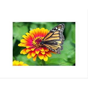 Wee Blue Coo Nature Butterfly Monarch Flower Pollen Insect Wall Art Print Wee Blue Coo Nature Butterfly Monarch Flower Pollen Insect Wall Art Print