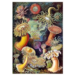 Wee Blue Coo Nature Biology Anemone Ernst Haeckel Germany Picture Wall Art Print Wee Blue Coo Nature Biology Anemone Ernst Haeckel Germany Picture Wall Art Print