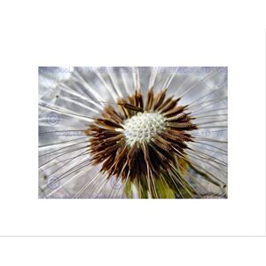 Wee Blue Coo PHOTOGRAPH NATURE PLANT MACRO DANDELION SEEDS STAMEN FRAMED ART PRINT B12X3886 Wee Blue Coo PHOTOGRAPH NATURE PLANT MACRO DANDELION SEEDS STAMEN FRAMED ART PRINT B12X3886