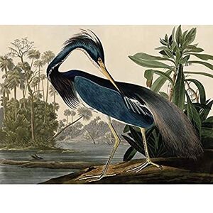 Artery8 Audubon Birds Louisiana Heron Painting Art Print Canvas Premium Wall Decor Poster Mural Artery8 Audubon Birds Louisiana Heron Painting Art Print Canvas Premium Wall Decor Poster Mural