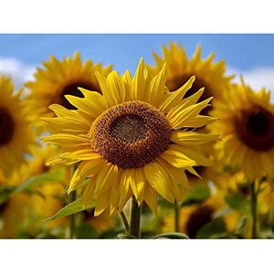 Wee Blue Coo Photography Composition Flower Sunflower Yellow Petal Macro Art Print Poster Wall Decor 12X16 Inch Wee Blue Coo Photography Composition Flower Sunflower Yellow Petal Macro Art Print Poster Wall Decor 12X16 Inch